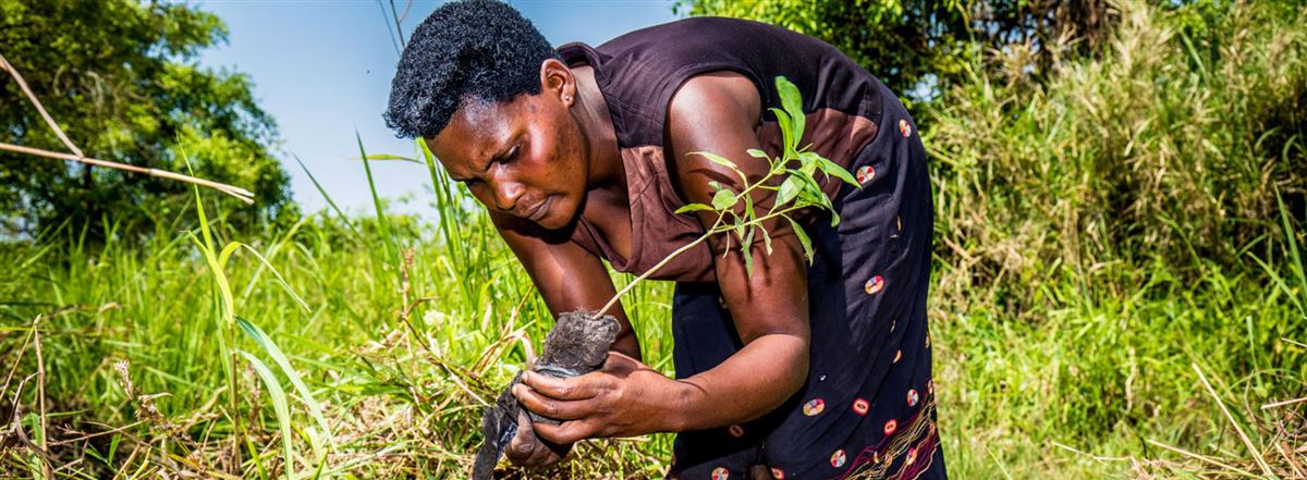Vrouw plant boom in Oerganda