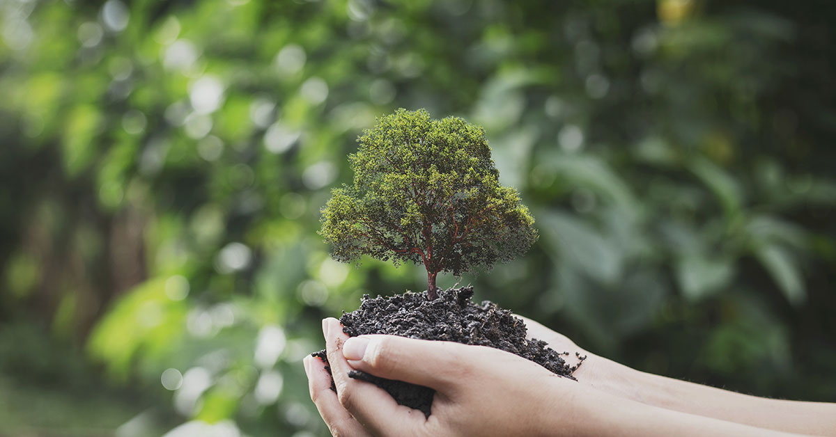 planting a tree eco friendly- Handelsbanken.se