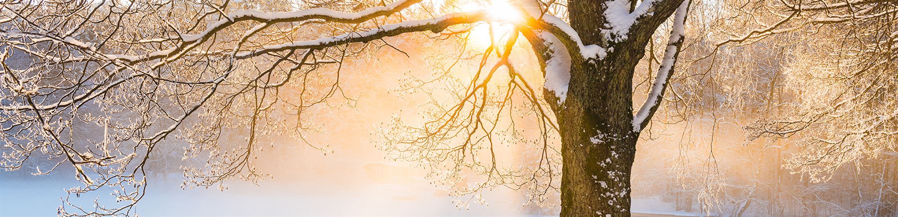 Bomen in de sneeuw met opkomende zon