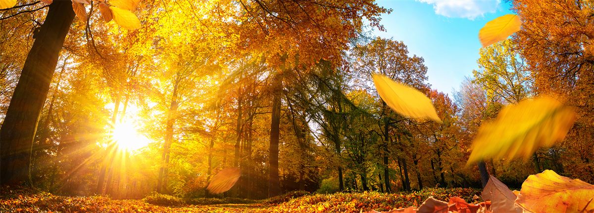herfst bos