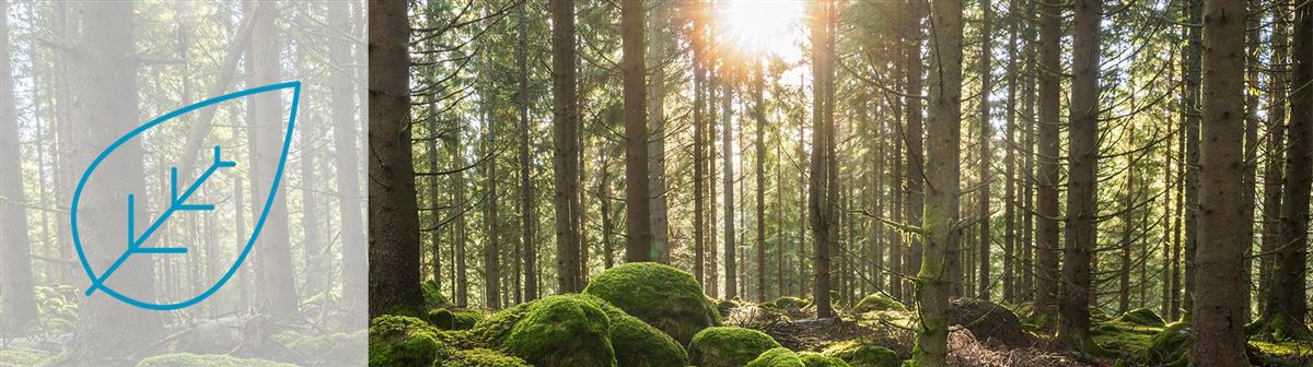Sun that shines through the trees